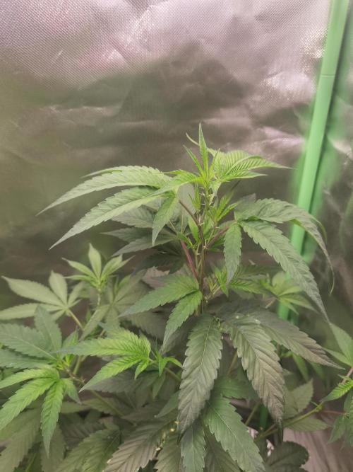 Elite Clones Gh WC Icc. Week 4