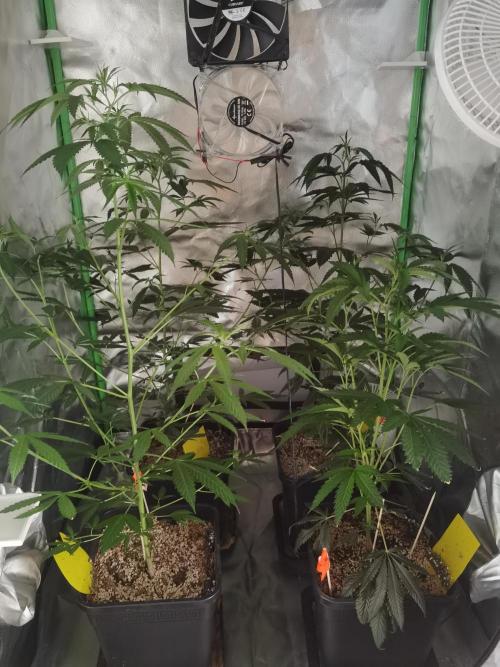 Elite Clones Gh WC Icc. Week 4