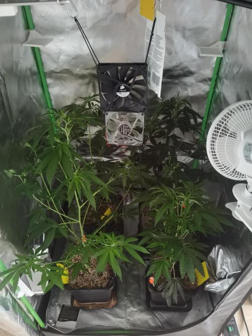 Elite Clones Gh WC Icc. Week 4