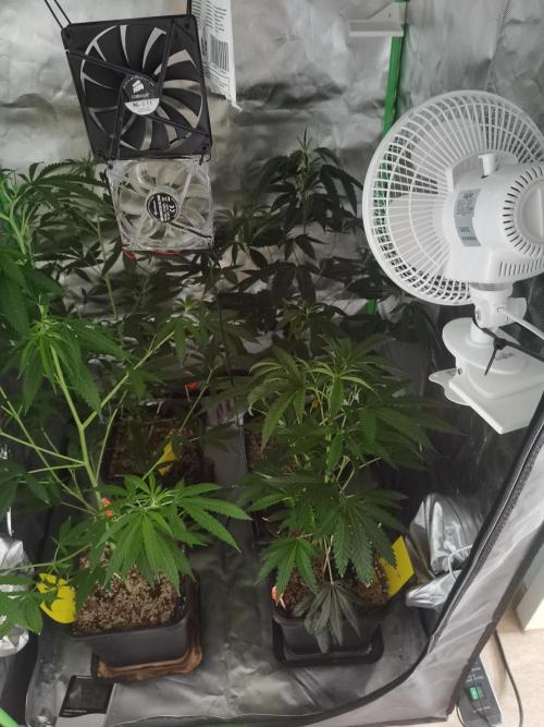 Elite Clones Gh WC Icc. Week 4