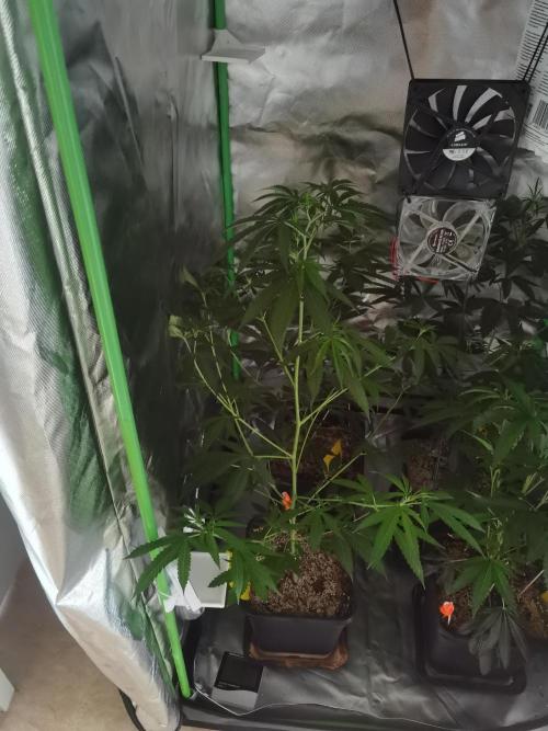 Elite Clones Gh WC Icc. Week 4