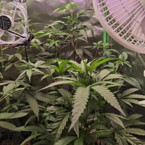 Elite Clones Gh WC Icc. Week 5