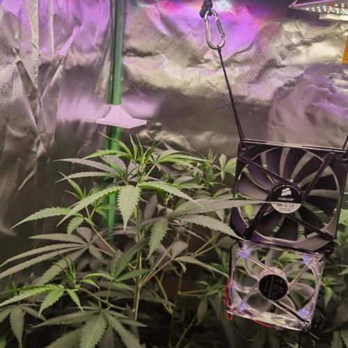 Elite Clones Gh WC Icc. Week 5