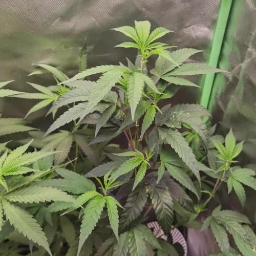Elite Clones Gh WC Icc. Week 5