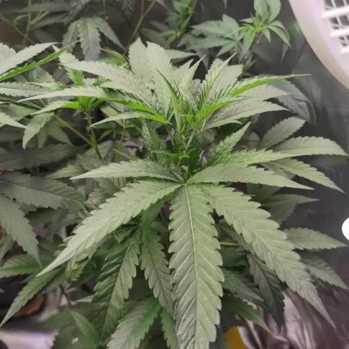 Elite Clones Gh WC Icc. Week 5