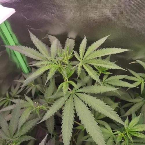 Elite Clones Gh WC Icc. Week 5
