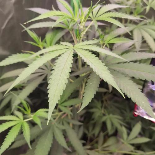 Elite Clones Gh WC Icc. Week 5