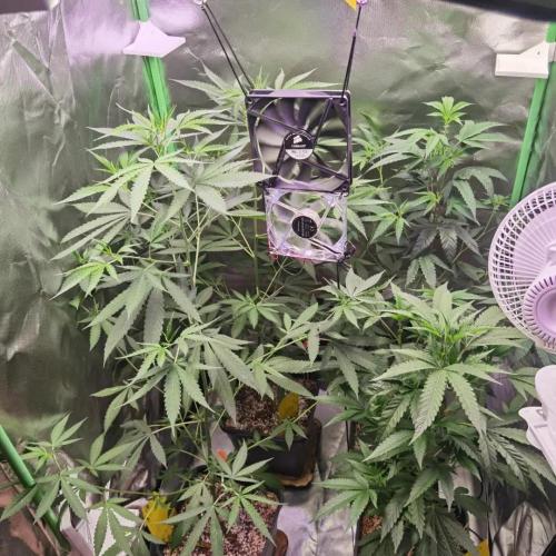 Elite Clones Gh WC Icc. Week 5