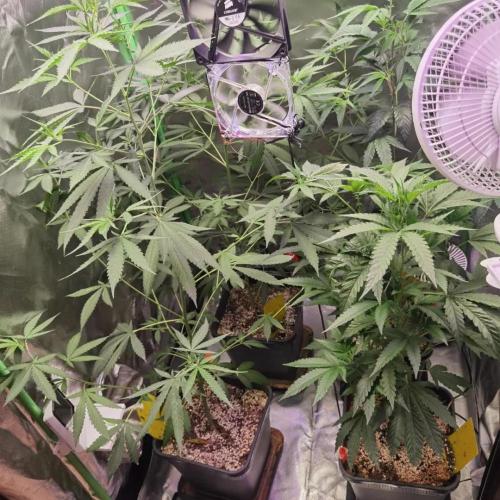 Elite Clones Gh WC Icc. Week 5