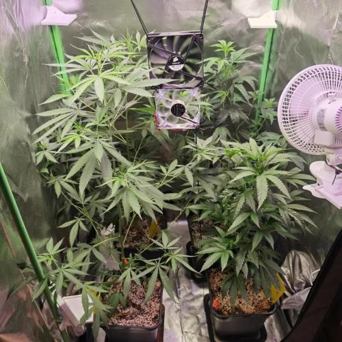 Elite Clones Gh WC Icc. Week 5