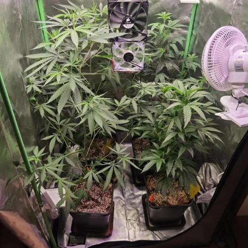 Elite Clones Gh WC Icc. Week 5
