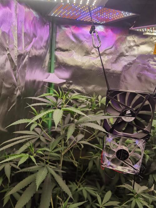 Elite Clones Gh WC Icc. Week 5