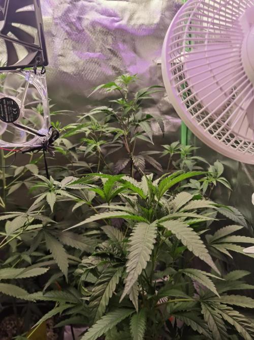 Elite Clones Gh WC Icc. Week 5