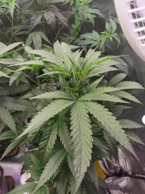 Elite Clones Gh WC Icc. Week 5