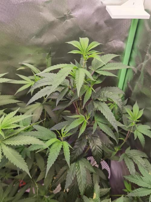Elite Clones Gh WC Icc. Week 5