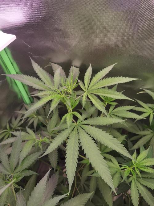 Elite Clones Gh WC Icc. Week 5