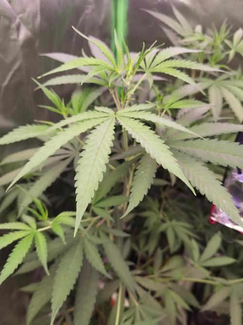 Elite Clones Gh WC Icc. Week 5