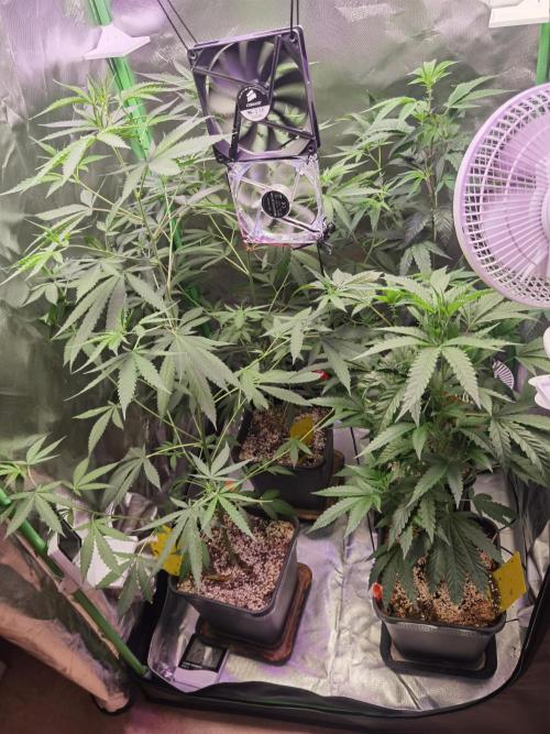 Elite Clones Gh WC Icc. Week 5
