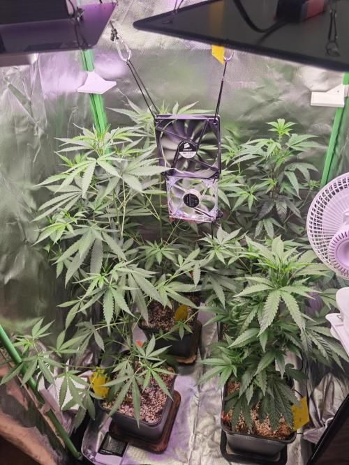 Elite Clones Gh WC Icc. Week 5