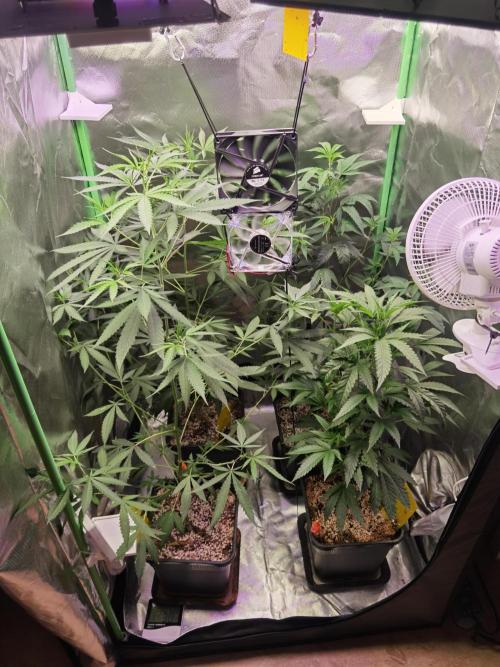 Elite Clones Gh WC Icc. Week 5