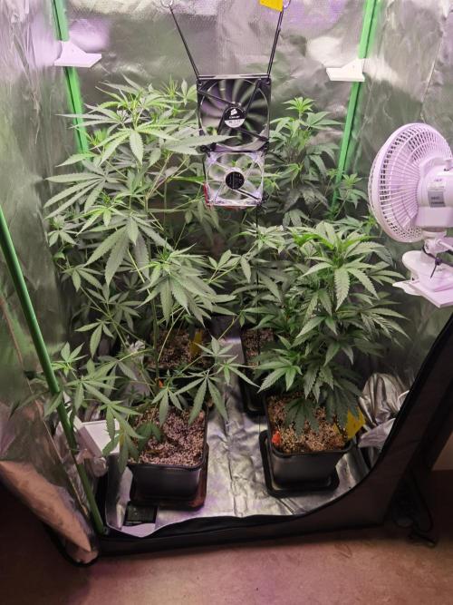 Elite Clones Gh WC Icc. Week 5