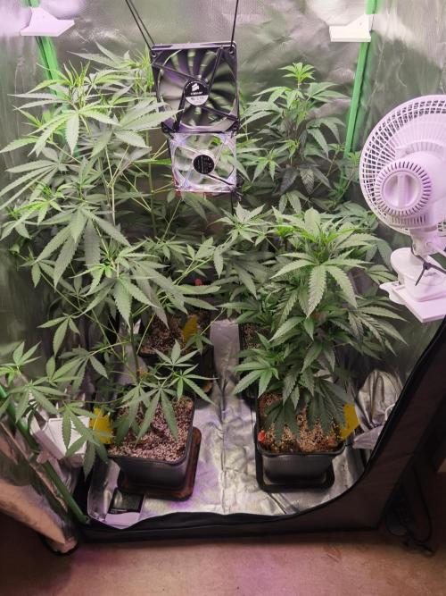 Elite Clones Gh WC Icc. Week 5