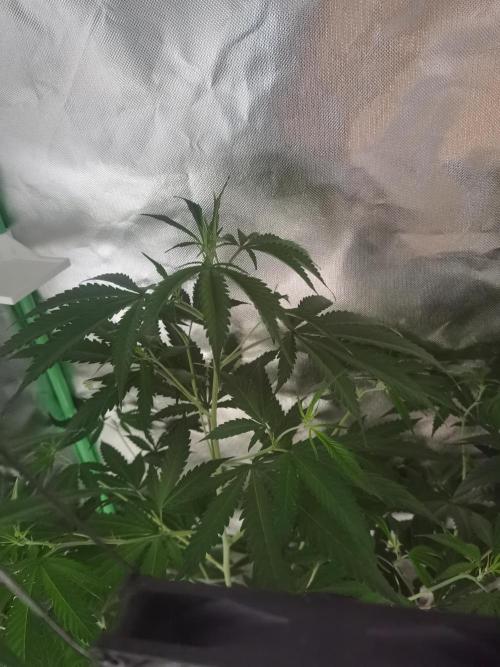 Elite Clones Gh WC Icc. Week 6