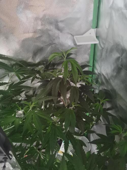 Elite Clones Gh WC Icc. Week 6