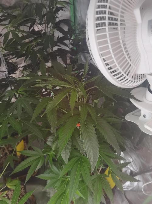 Elite Clones Gh WC Icc. Week 6