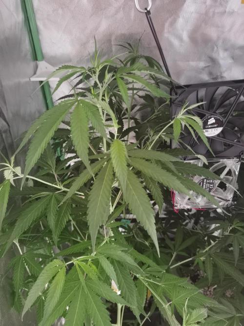 Elite Clones Gh WC Icc. Week 6