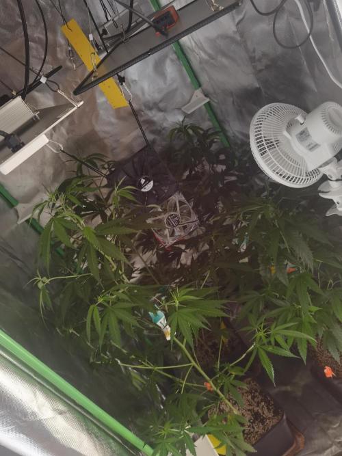 Elite Clones Gh WC Icc. Week 6