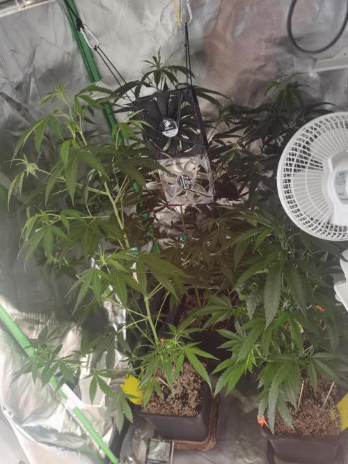 Elite Clones Gh WC Icc. Week 6