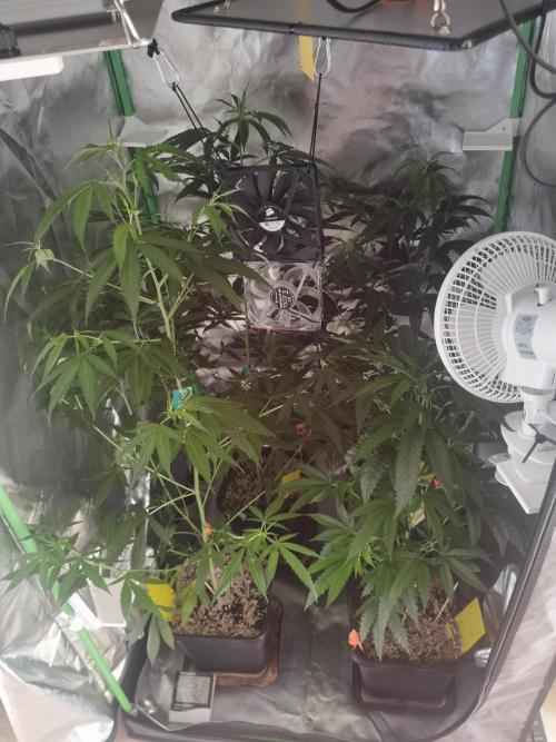 Elite Clones Gh WC Icc. Week 6