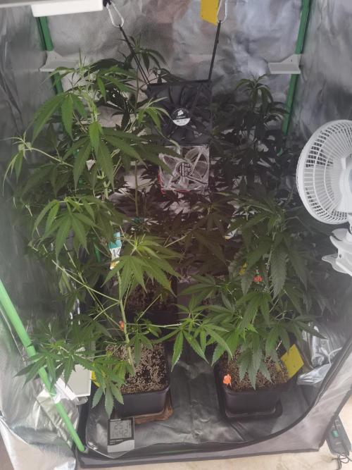 Elite Clones Gh WC Icc. Week 6