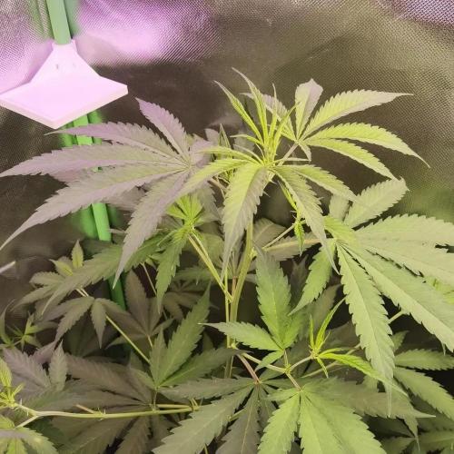 Elite Clones Gh WC Icc. Week 6