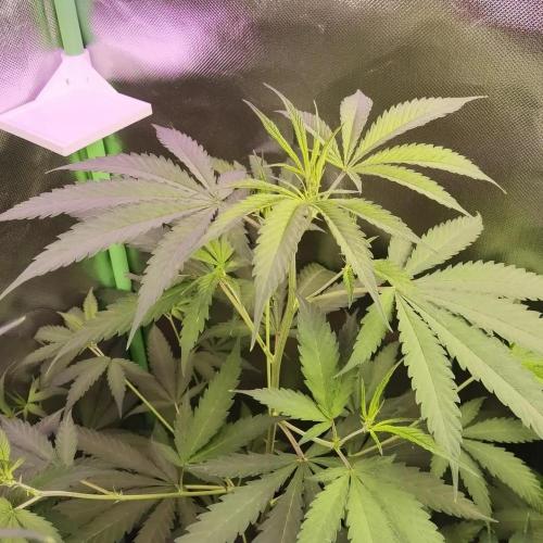 Elite Clones Gh WC Icc. Week 6