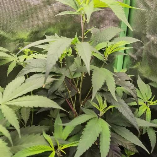 Elite Clones Gh WC Icc. Week 6