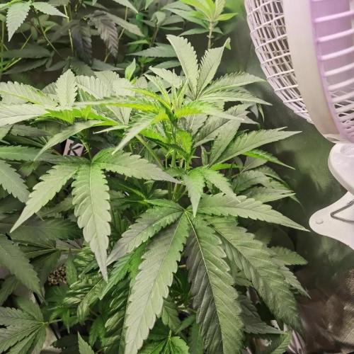 Elite Clones Gh WC Icc. Week 6