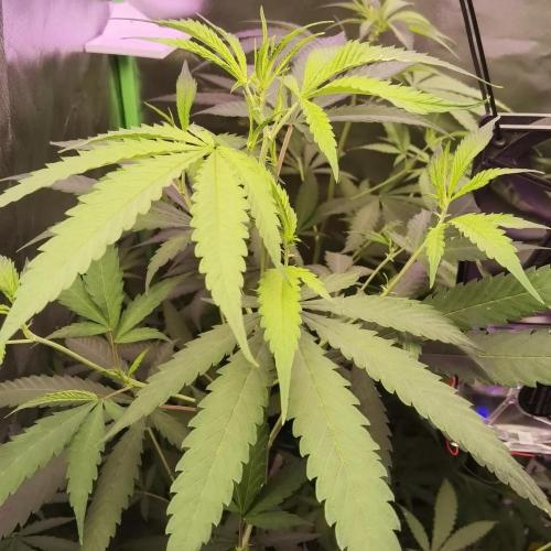 Elite Clones Gh WC Icc. Week 6