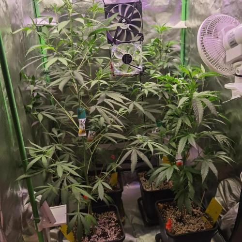 Elite Clones Gh WC Icc. Week 6