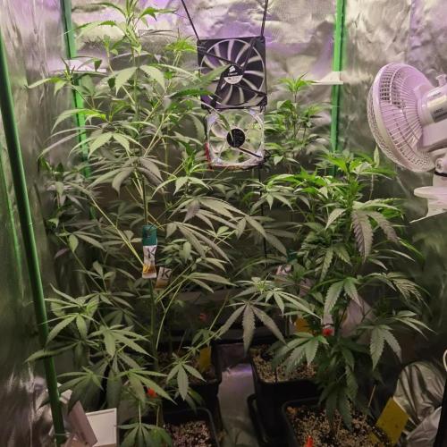Elite Clones Gh WC Icc. Week 6
