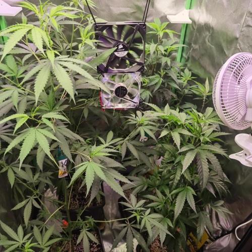 Elite Clones Gh WC Icc. Week 6