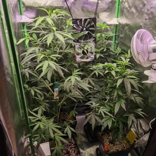 Elite Clones Gh WC Icc. Week 6