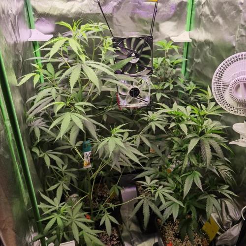 Elite Clones Gh WC Icc. Week 6