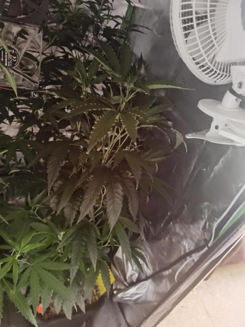 Elite Clones Gh WC Icc. Week 7