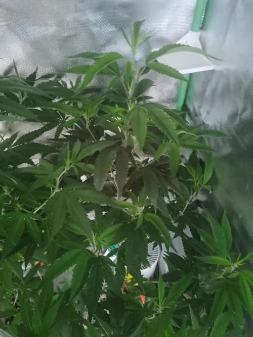 Elite Clones Gh WC Icc. Week 7