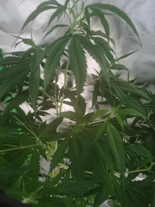 Elite Clones Gh WC Icc. Week 7