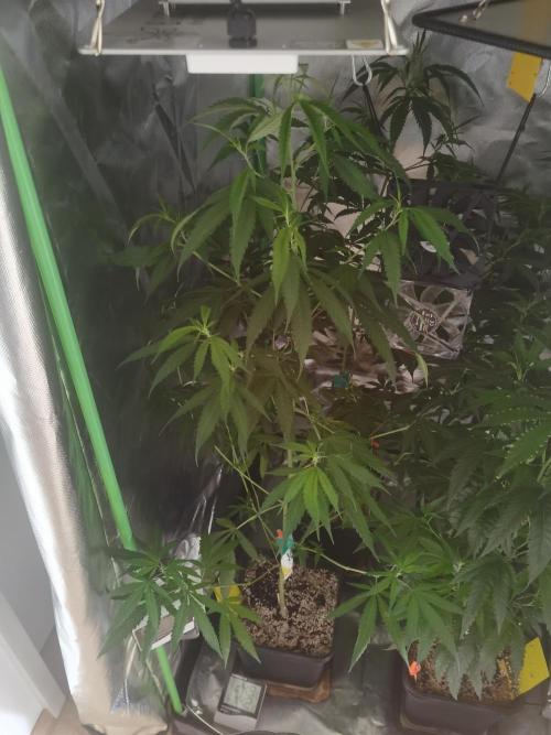 Elite Clones Gh WC Icc. Week 7