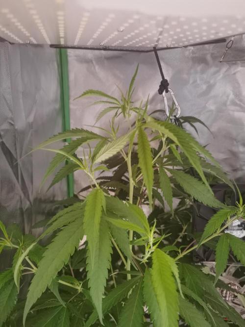 Elite Clones Gh WC Icc. Week 7