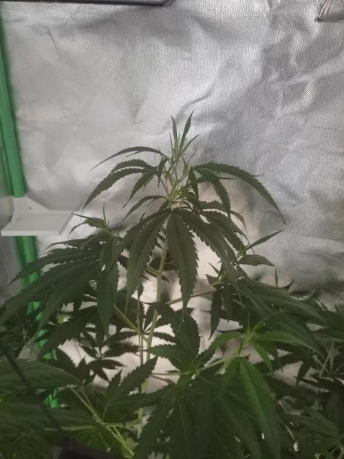 Elite Clones Gh WC Icc. Week 7